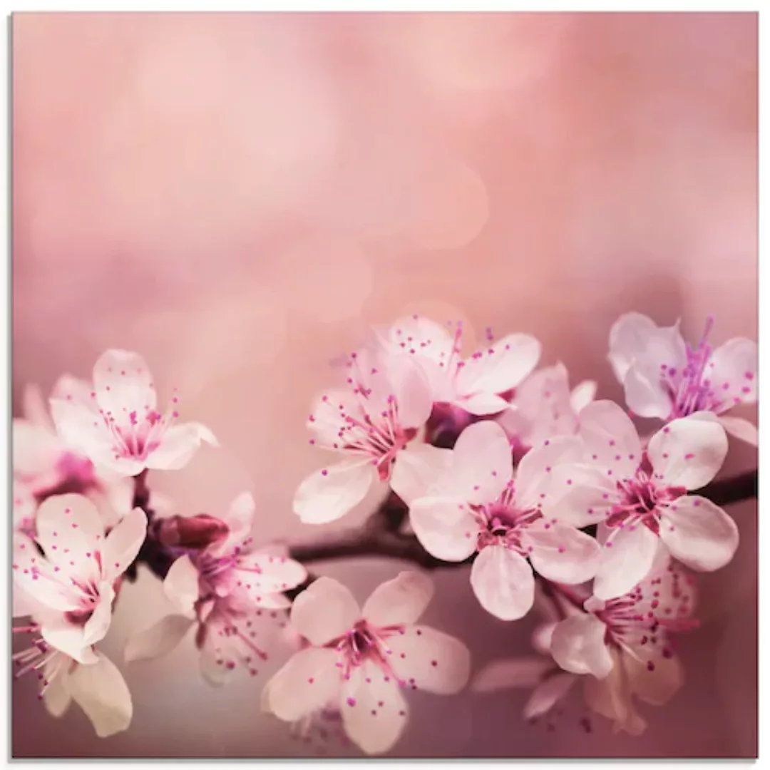 Artland Glasbild »Kirschblüten«, Blumen, (1 St.), in verschiedenen Größen günstig online kaufen