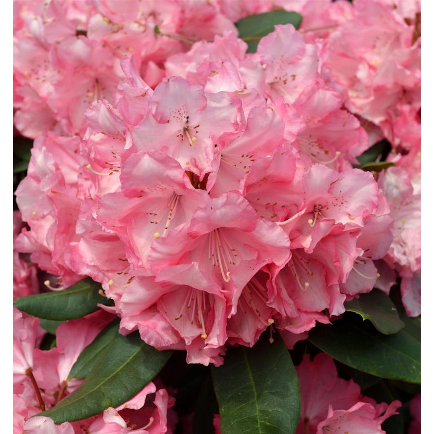 INKARHO - Großblumige Rhododendron Romilda 40-50cm - Alpenrose günstig online kaufen