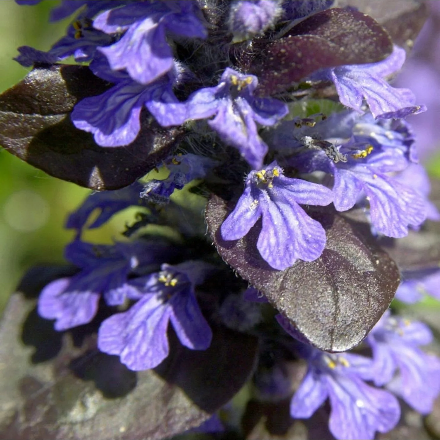 Günsel Atropurpurea - Ajuga reptans günstig online kaufen