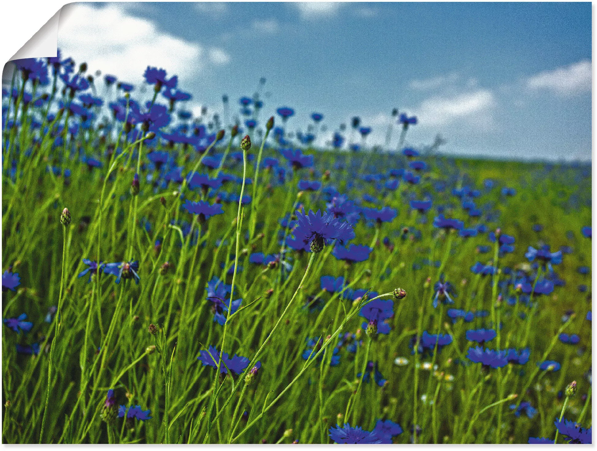 Artland Wandbild "Kornblumenwiese", Blumenwiese, (1 St.), als Leinwandbild, günstig online kaufen