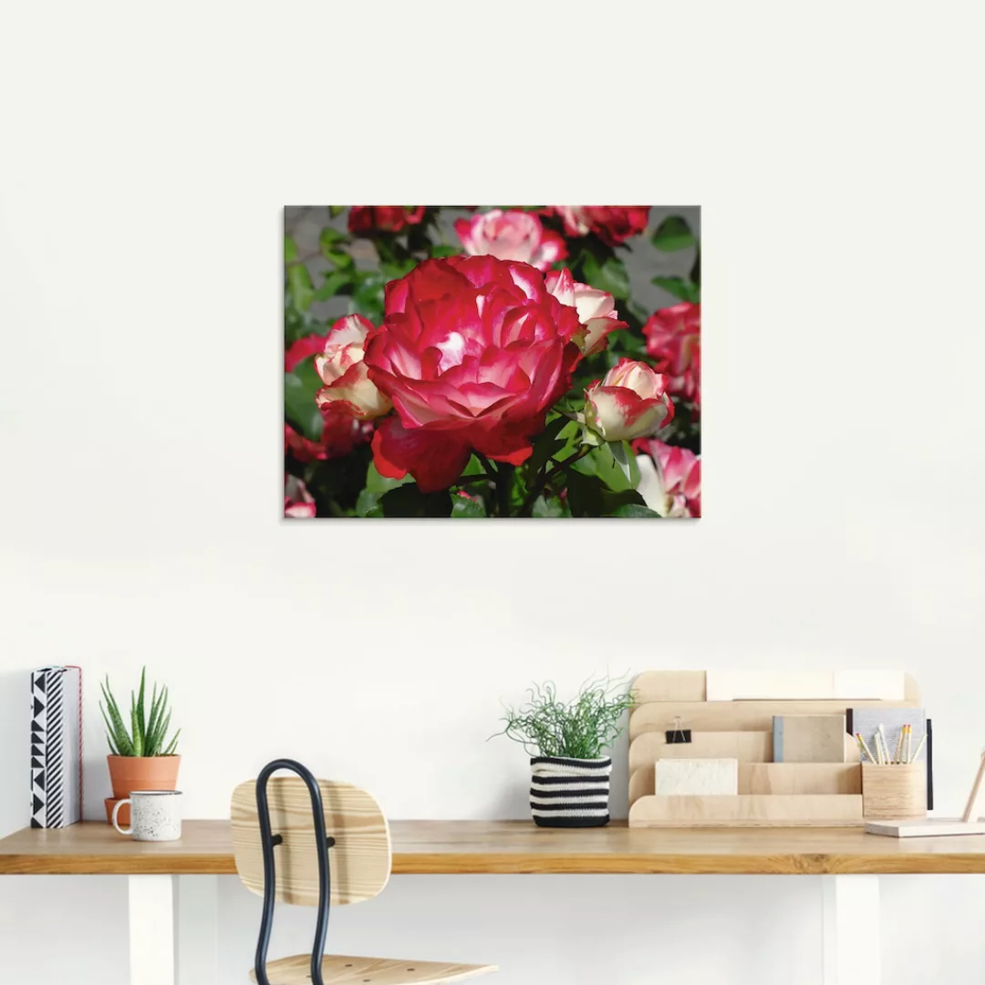 Artland Glasbild »Rot weiße Rosenblüte«, Blumen, (1 St.), in verschiedenen günstig online kaufen