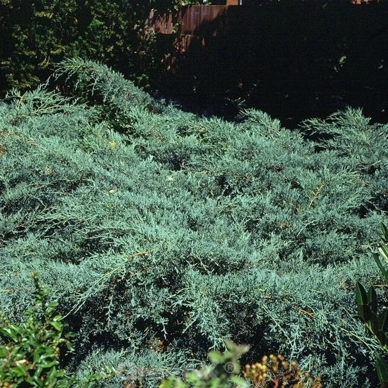 Virginischer Wacholder Grey Owl 40-60cm - Juniperus virginiana günstig online kaufen