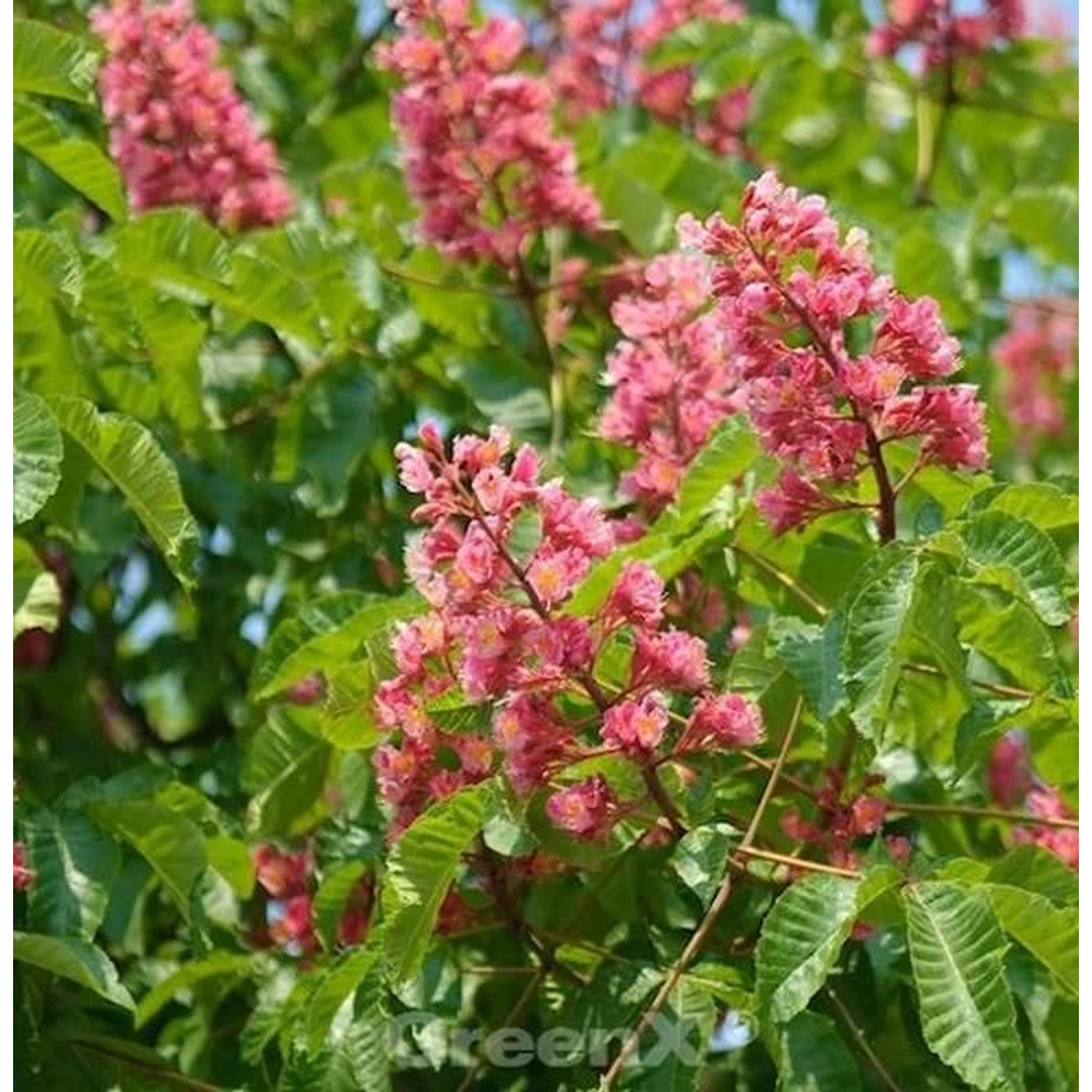 Fleischrote Rosskastanie 80-100cm - Aesculus carnea günstig online kaufen