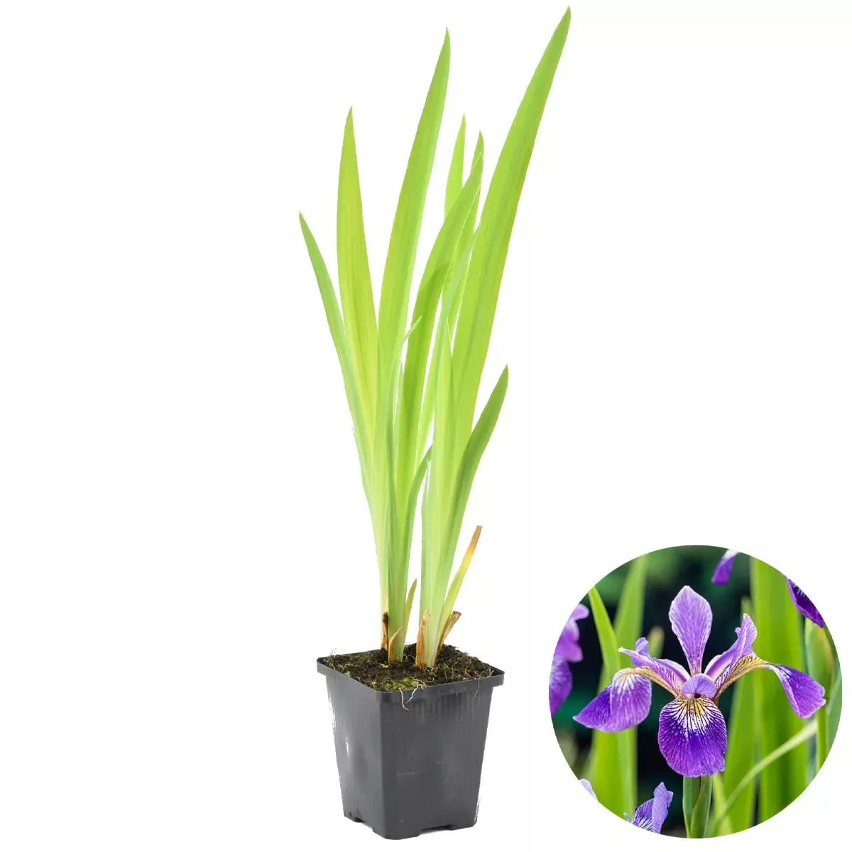 Casa Caron | Iris versicolor günstig online kaufen