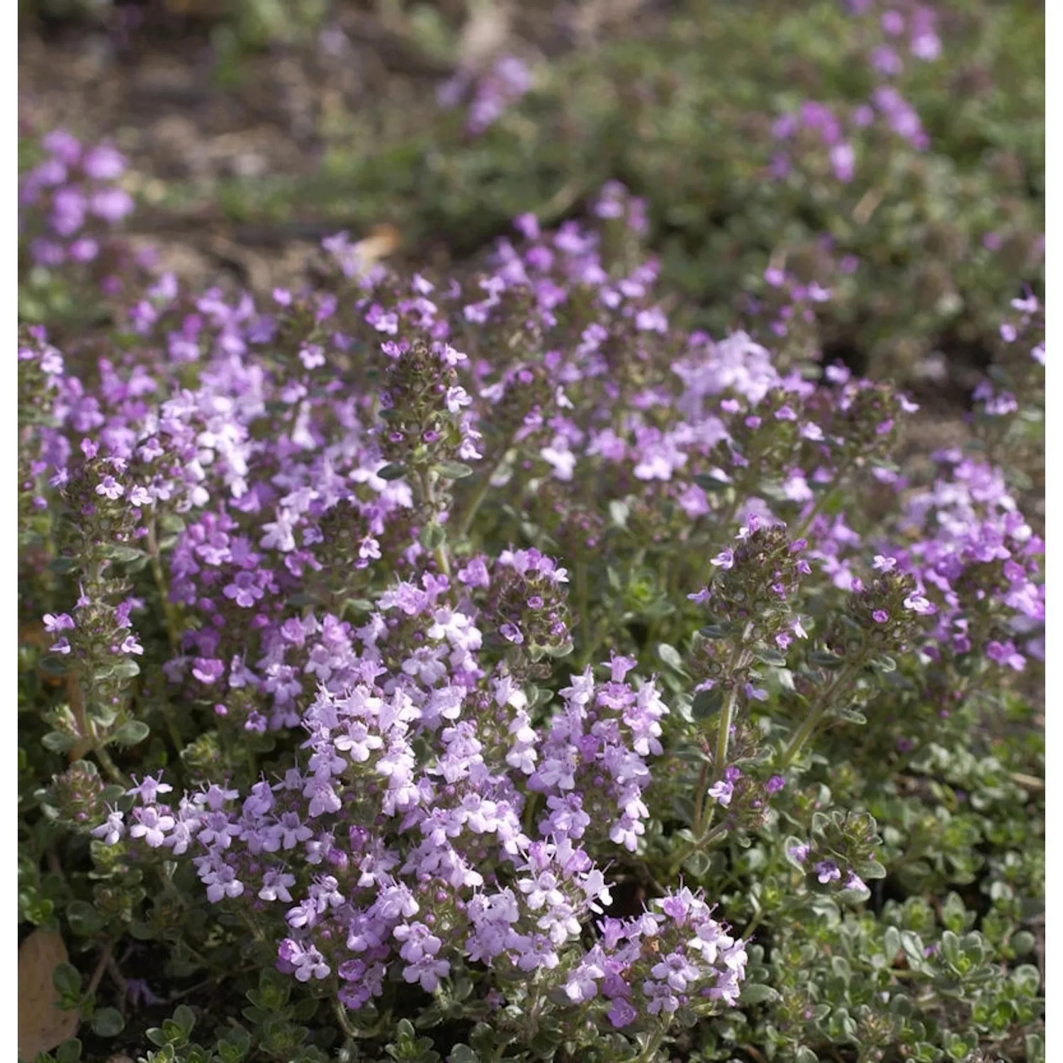 Zitronenquendel Lemon Currel - Thymus serpyllum günstig online kaufen