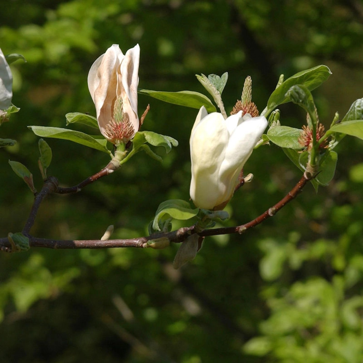 Magnolie Yellow Laterm 30-40cm - Magnolia günstig online kaufen