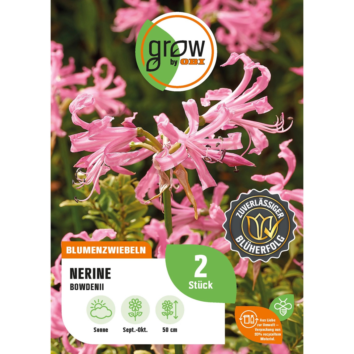 GROW by OBI Guernseylilie Bowdenii Höhe ca. 50 cm Nerine günstig online kaufen