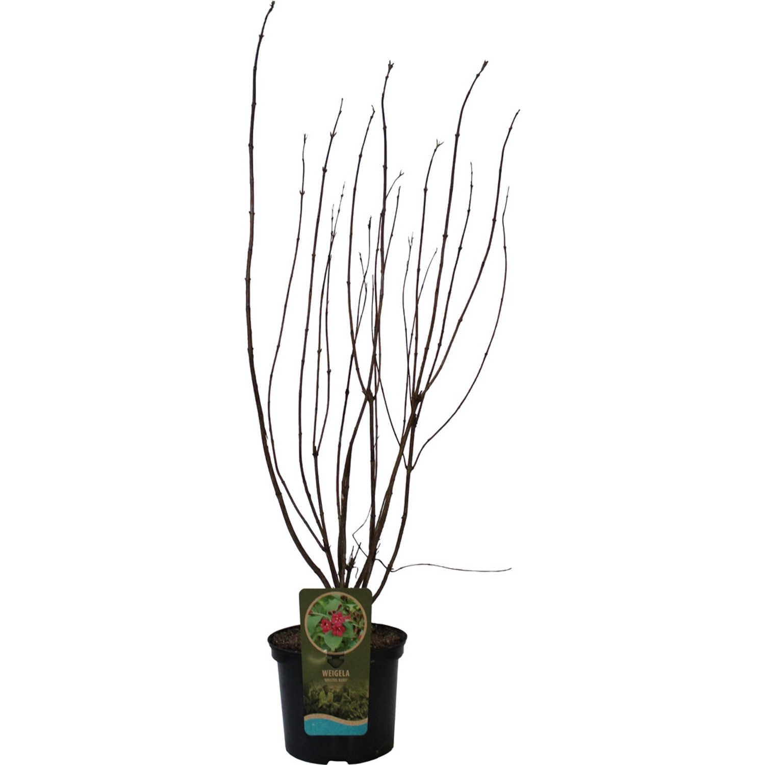 GROW by OBI Weigelie Bristol Ruby Rot Höhe ca. 60 - 80 cm Topf ca. 5 l günstig online kaufen