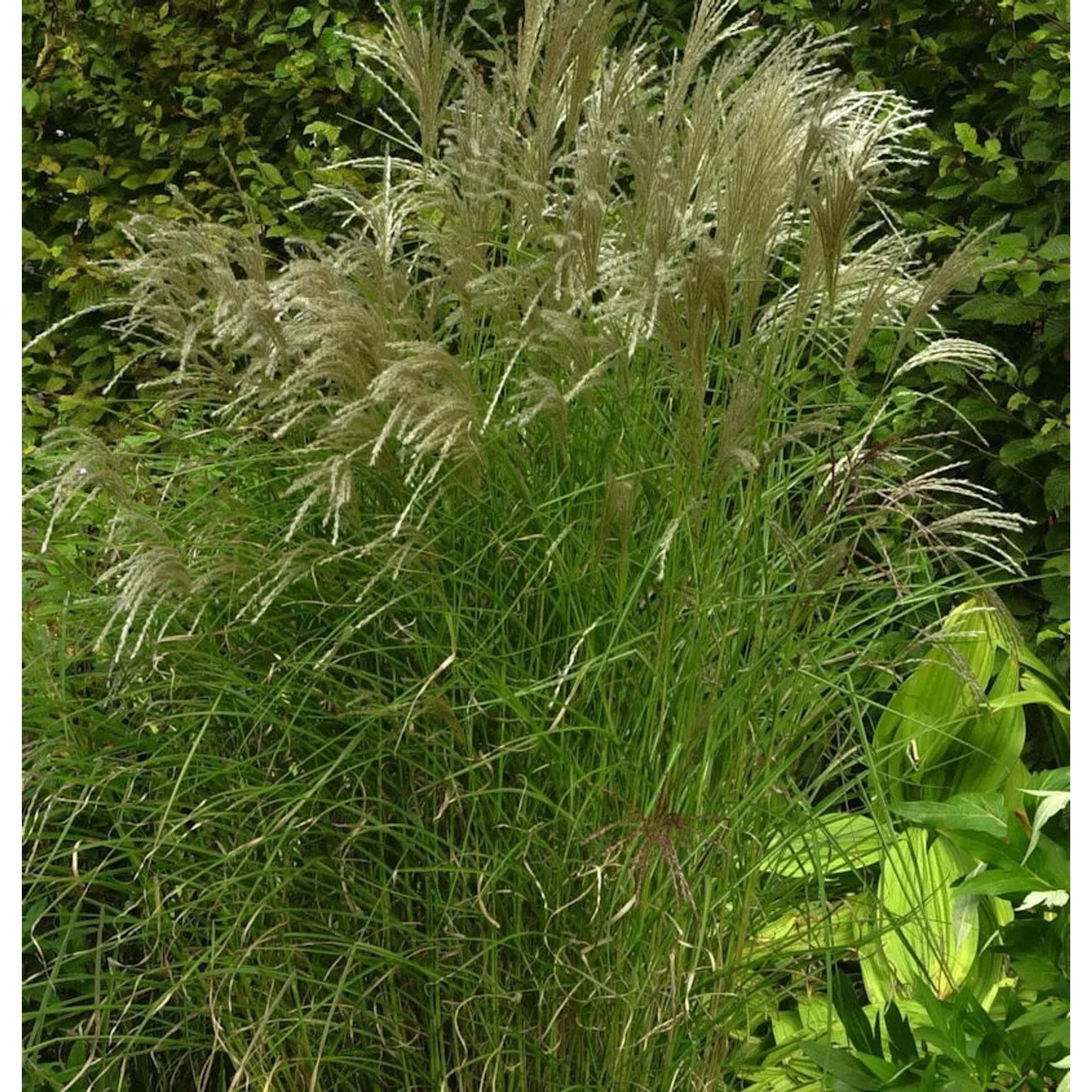 Chinaschilf Kleine Fontäne - Miscanthus sinensis günstig online kaufen