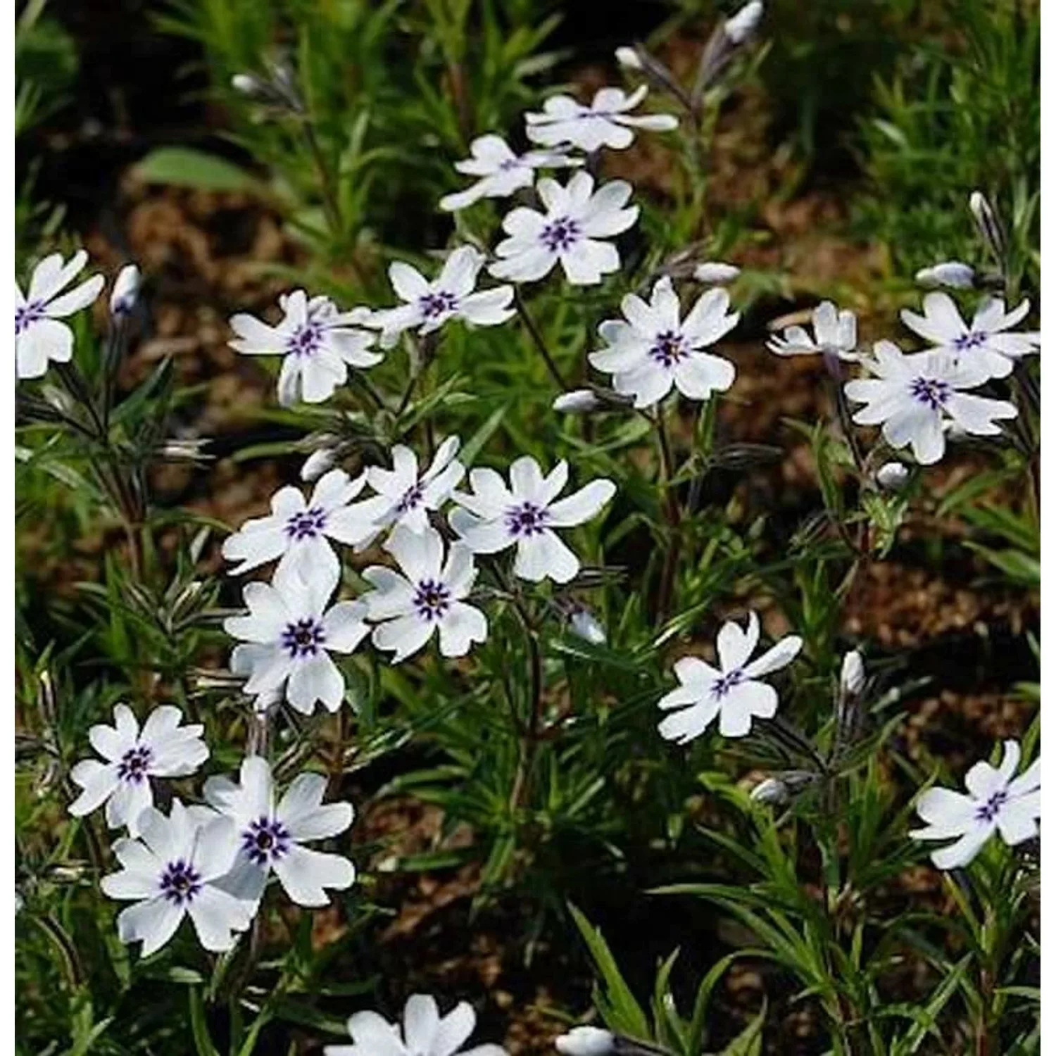 Niedrige Flammenblume Bavaria - Phlox subulata günstig online kaufen