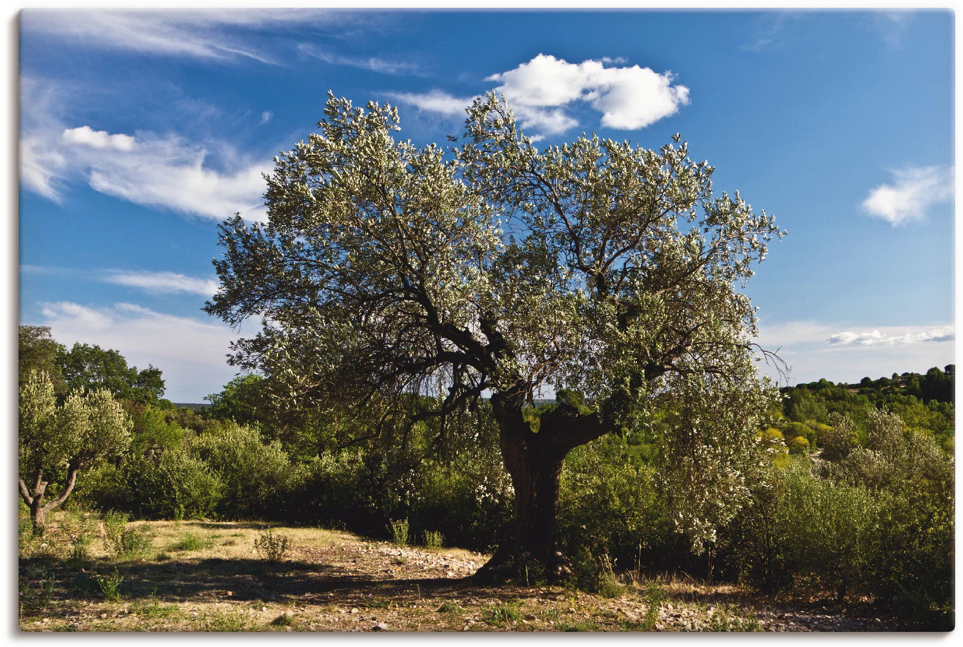 Artland Wandbild »Olivenbaum in Südfrankreich«, Bäume, (1 St.), als Alubild günstig online kaufen