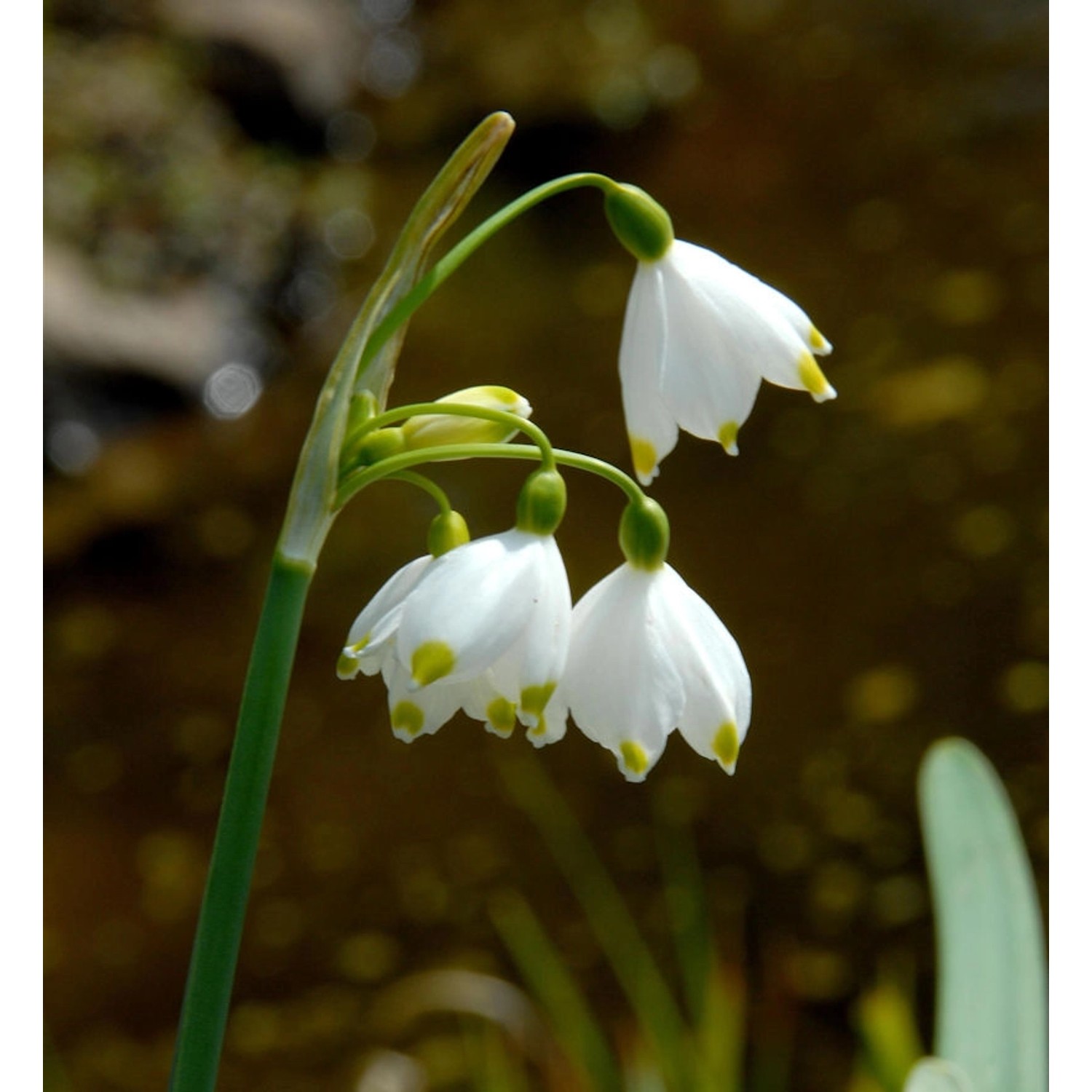 Sommer Knotenblume - Leucojum aestivum günstig online kaufen