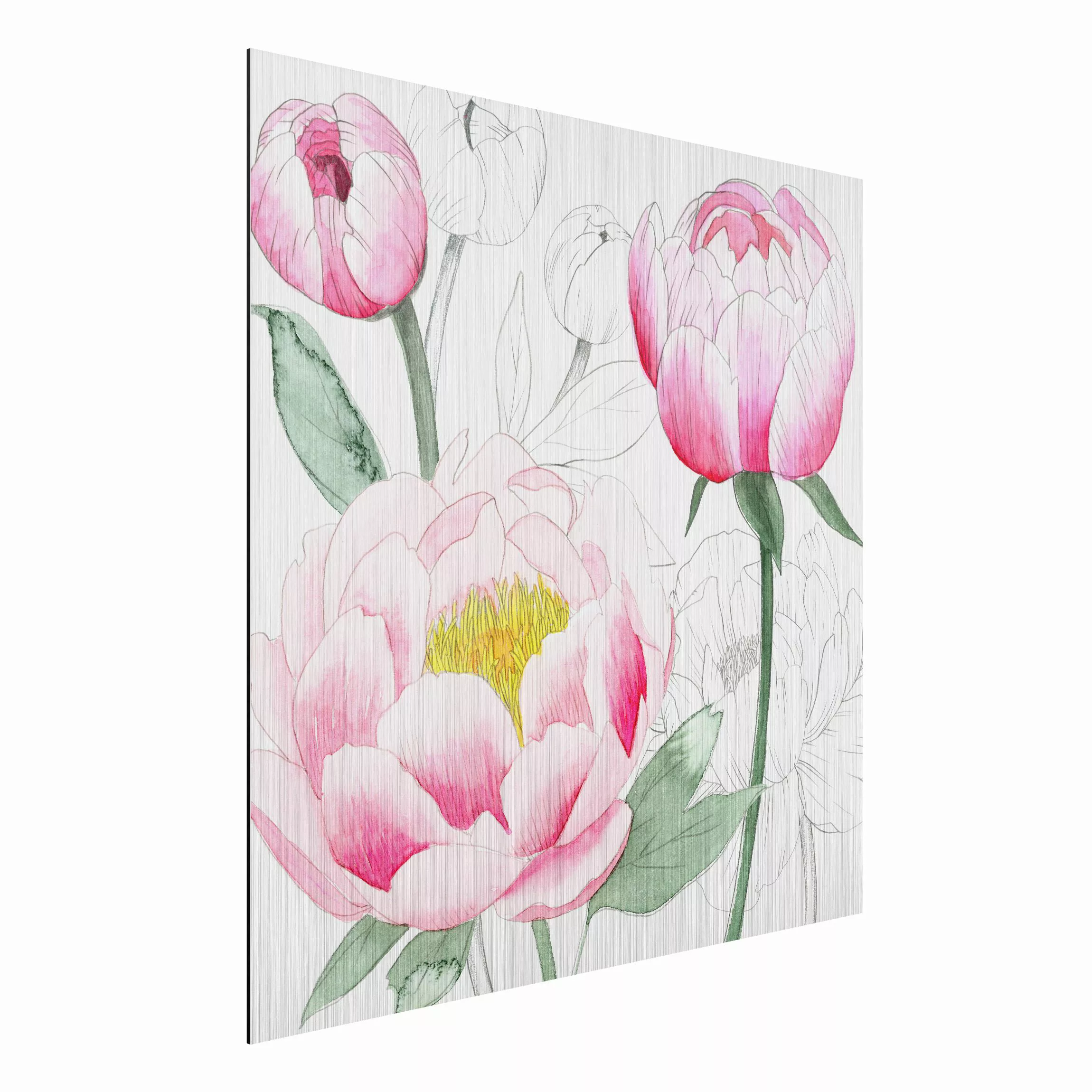 Alu-Dibond Bild Blumen - Quadrat Zeichnung Rosa Päonien II günstig online kaufen