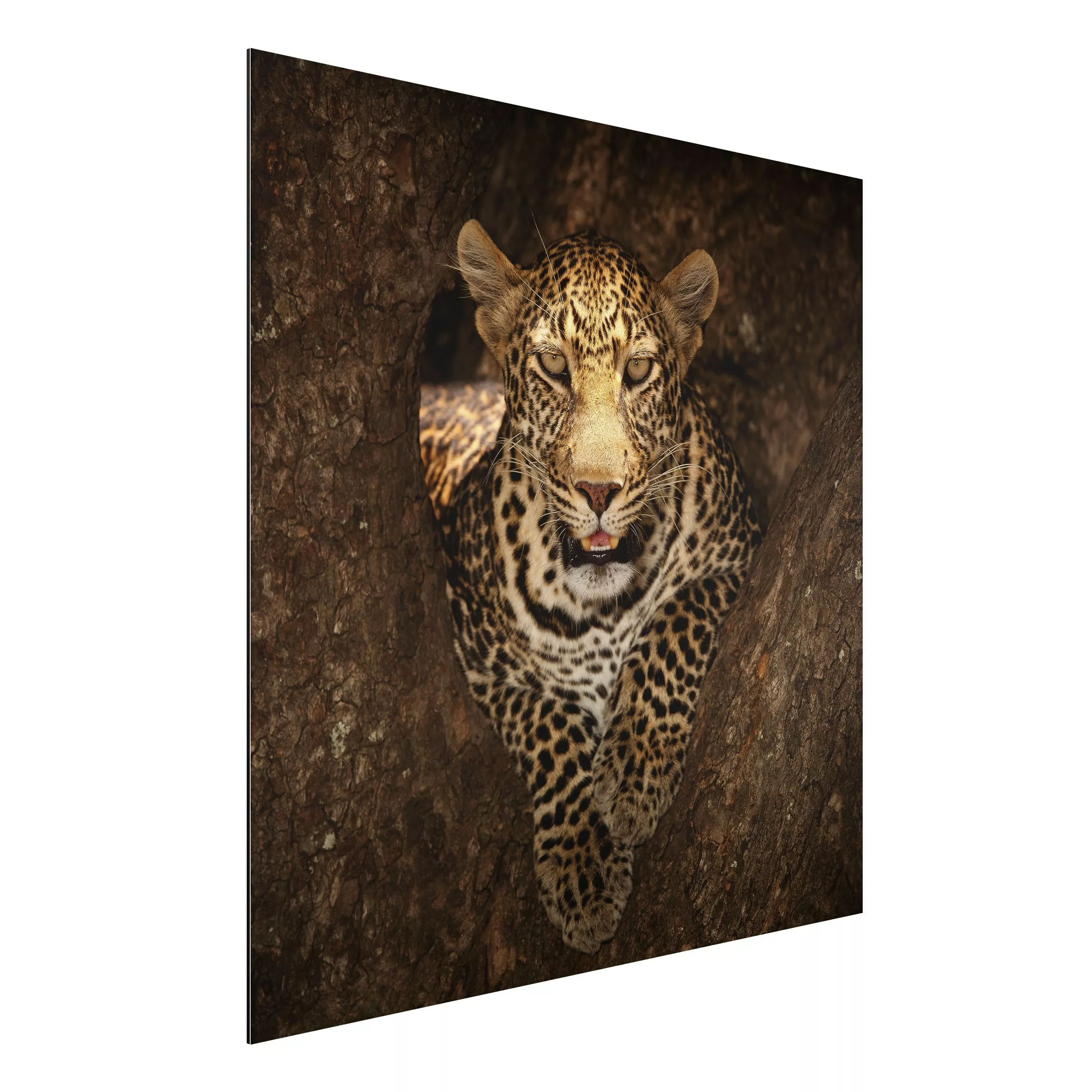 Alu-Dibond Bild - Quadrat Leopard ruht auf einem Baum günstig online kaufen