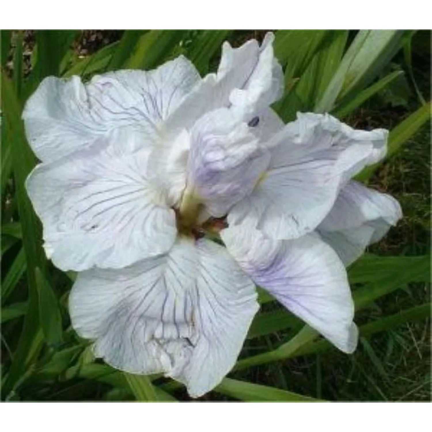 Japanische Sumpf Schwertlilie Topas - Iris ensata günstig online kaufen