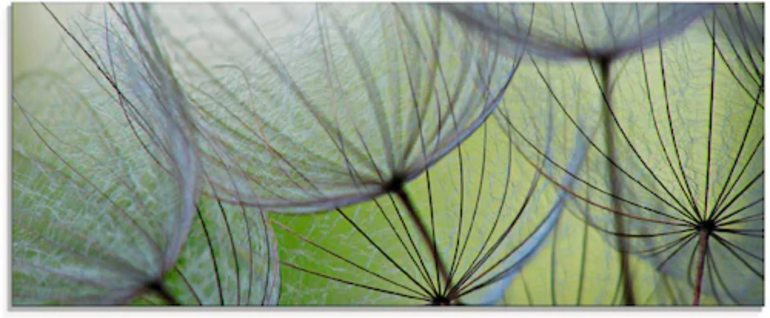 Artland Glasbild »Pusteblumen-Samen II«, Blumen, (1 St.) günstig online kaufen