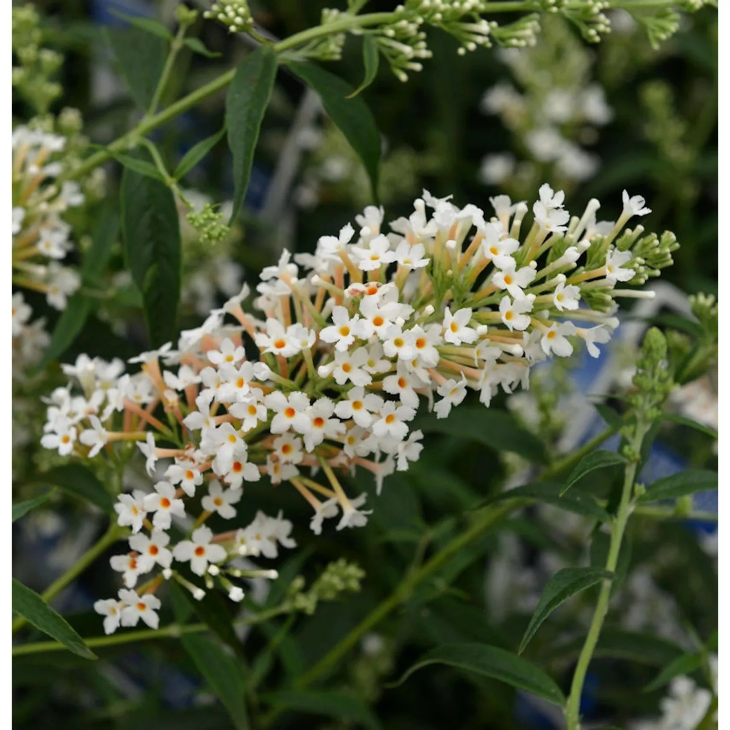 Zwerg Hänge Sommerflieder Little White 40-60cm - Buddleja günstig online kaufen