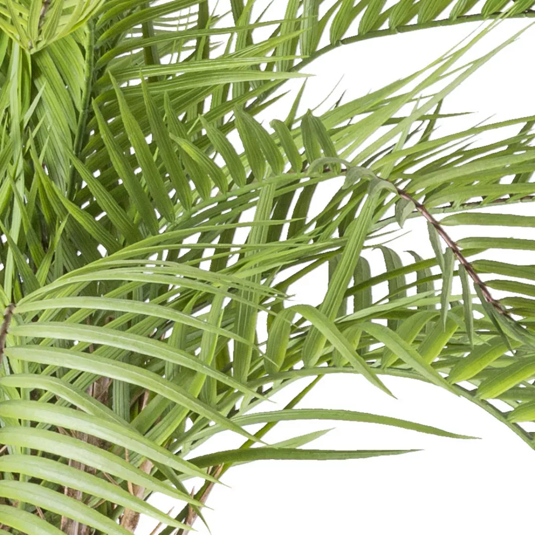 Creativ green Kunstpalme "Macauba Palme", mit hohem Stamm günstig online kaufen