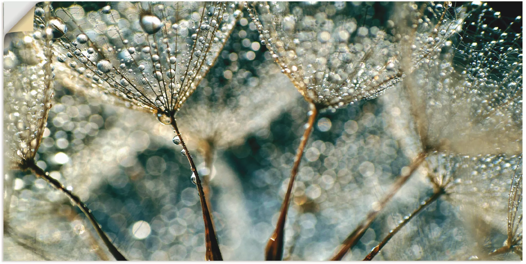 Artland Wandbild "Pusteblume Regenschauer", Blumen, (1 St.), als Alubild, O günstig online kaufen