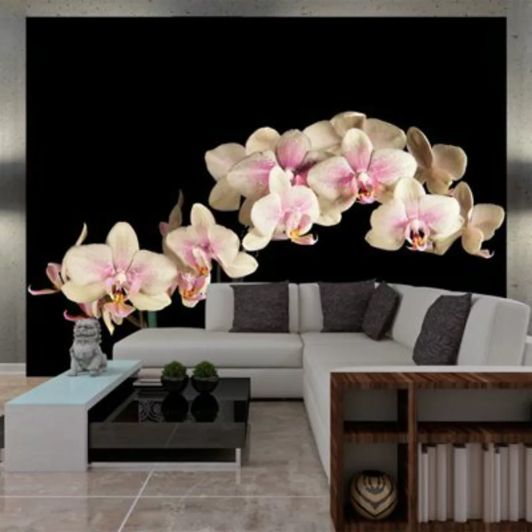 artgeist Fototapete Blühende Orchideen auf dunklem Hintergrund mehrfarbig G günstig online kaufen
