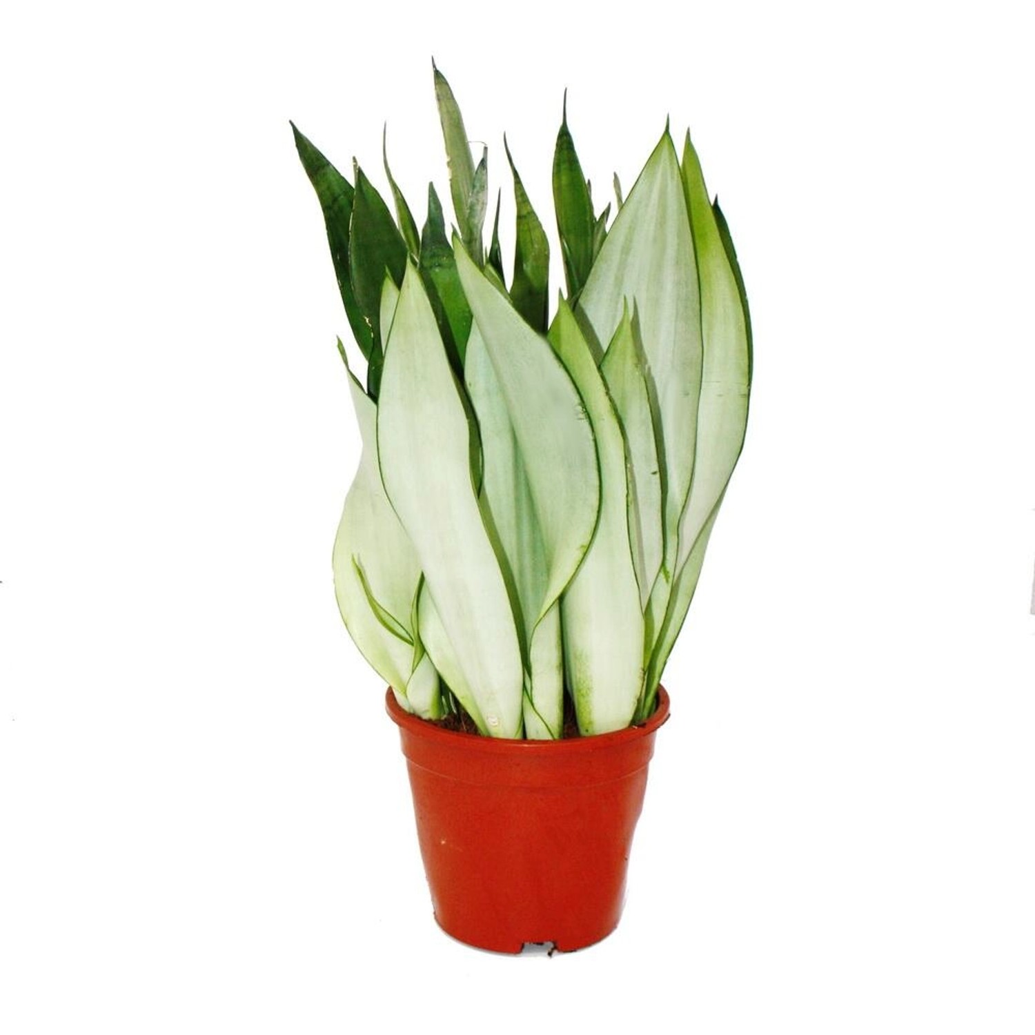 Exotenherz Sansevieria Trifasciata Moonshine Silberner Bogenhanf Solitärpfl günstig online kaufen