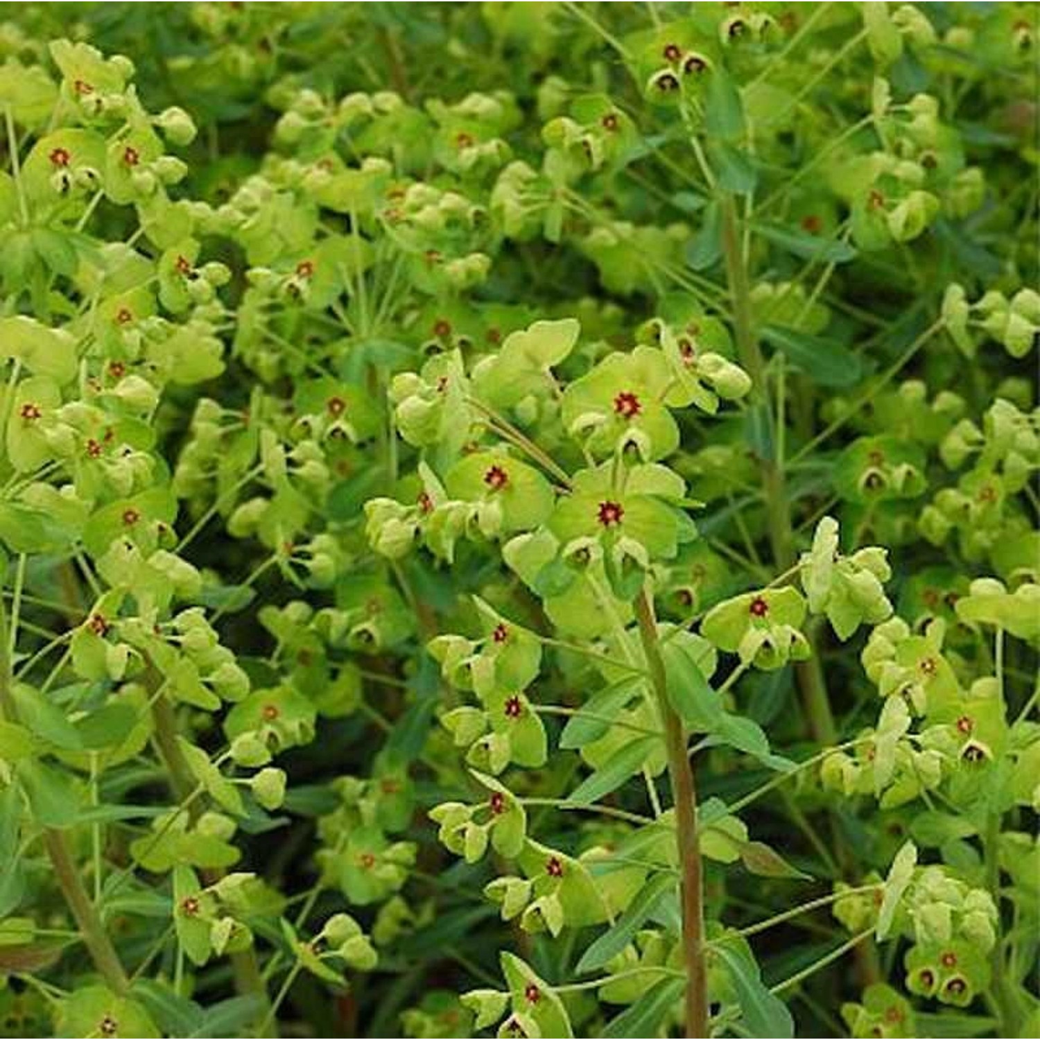 Busch Wolfsmilch - Euphorbia martinii günstig online kaufen