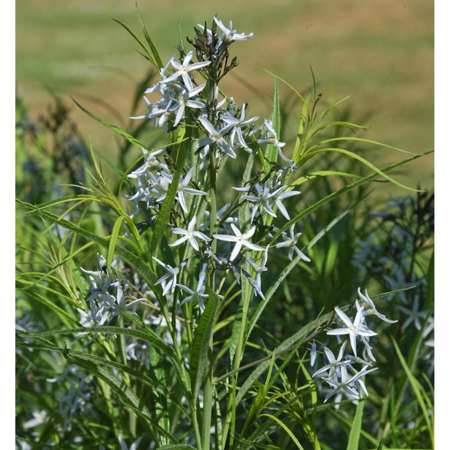 Dolden Röhrenstern - Amsonia tabernaemontana günstig online kaufen