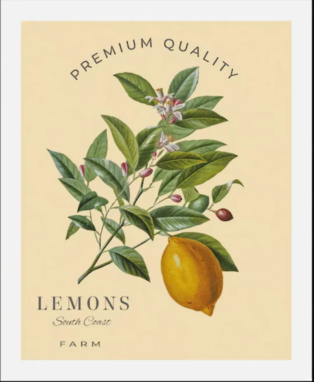 queence Bild "Lemons", (1 St.), gerahmt günstig online kaufen