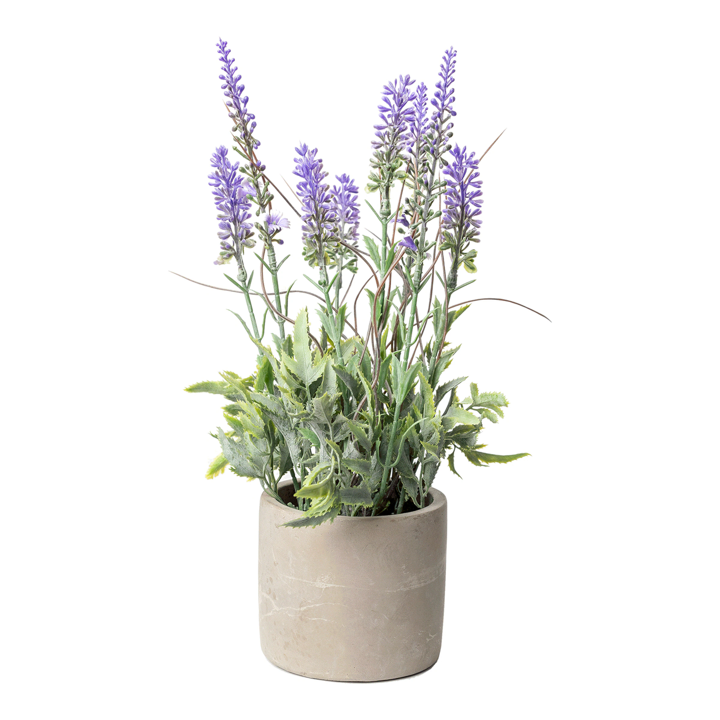 Lavendel im Zementtopf ca. 30cm günstig online kaufen