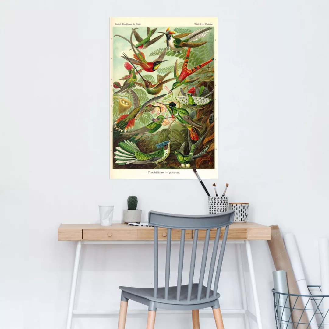 Reinders Poster "Kolibris Lithografie", (1 St.) günstig online kaufen