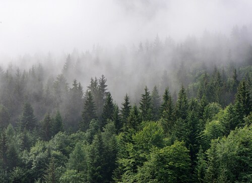 Fototapete Landschaft Wald Grün Grau 3,50 m x 2,55 m FSC® günstig online kaufen