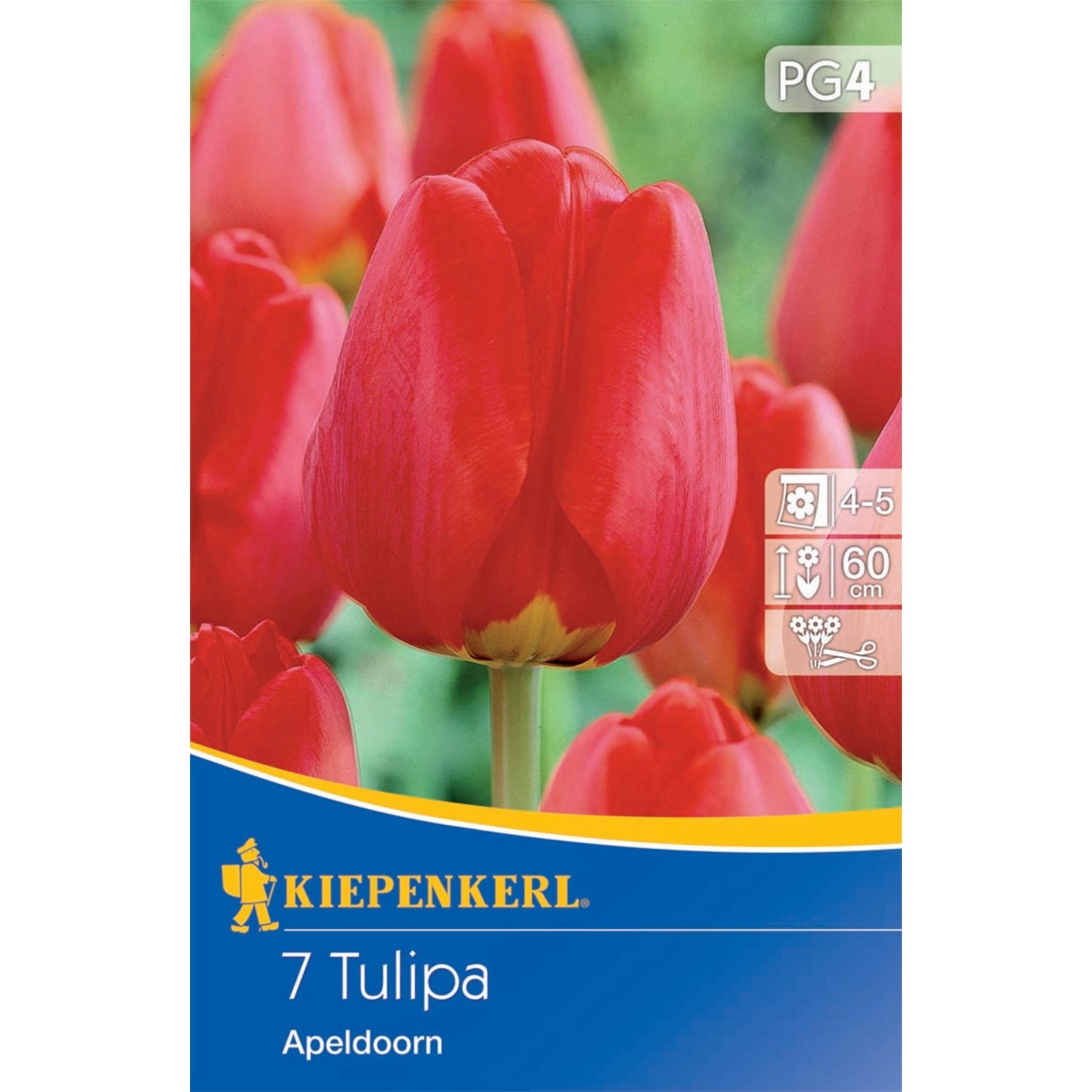 Kiepenkerl Blumenzwiebeln Darwin-Hybrid-Tulpen Apeldoorn 7 Stück günstig online kaufen