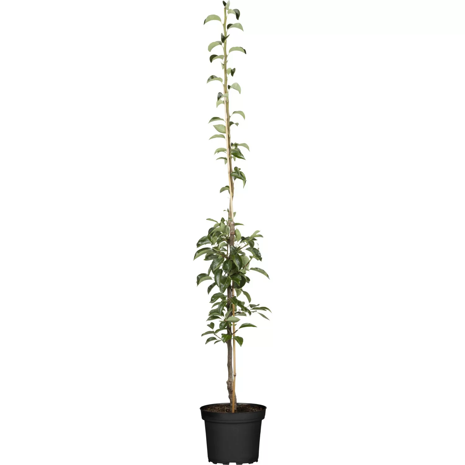 GROW by OBI Bio Säulenbirne Gelb/Rot ca. 40-60 cm Topf ca. 7,5 l Pyrus comm günstig online kaufen