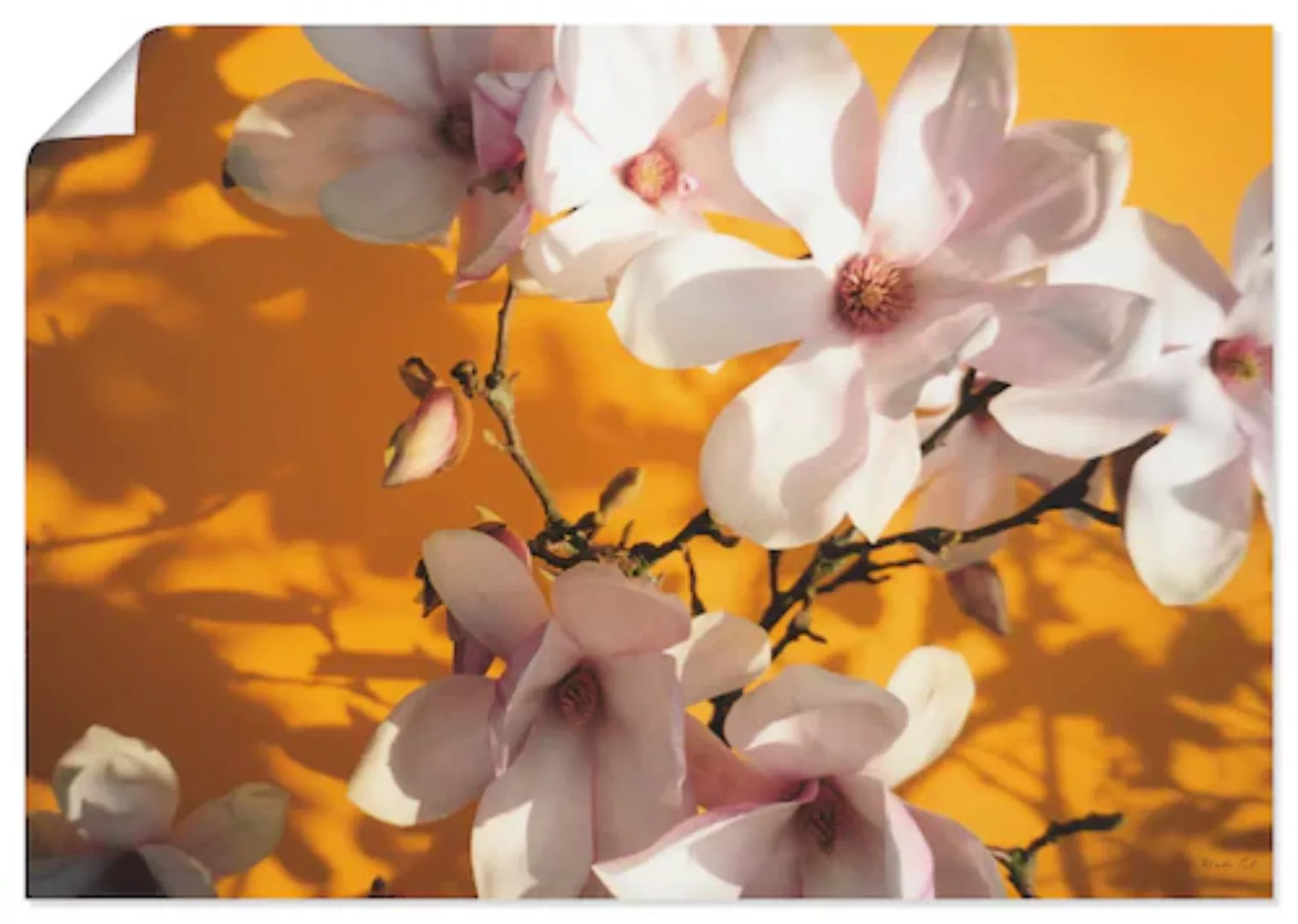 Artland Wandbild "Fotokollage Magnolie", Blumen, (1 St.) günstig online kaufen