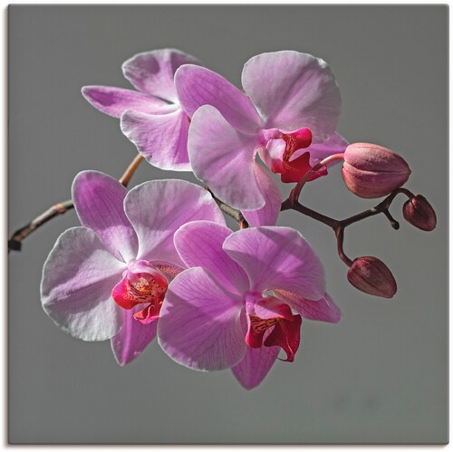 Artland Wandbild "Orchideentraum", Blumen, (1 St.), als Leinwandbild, Wanda günstig online kaufen