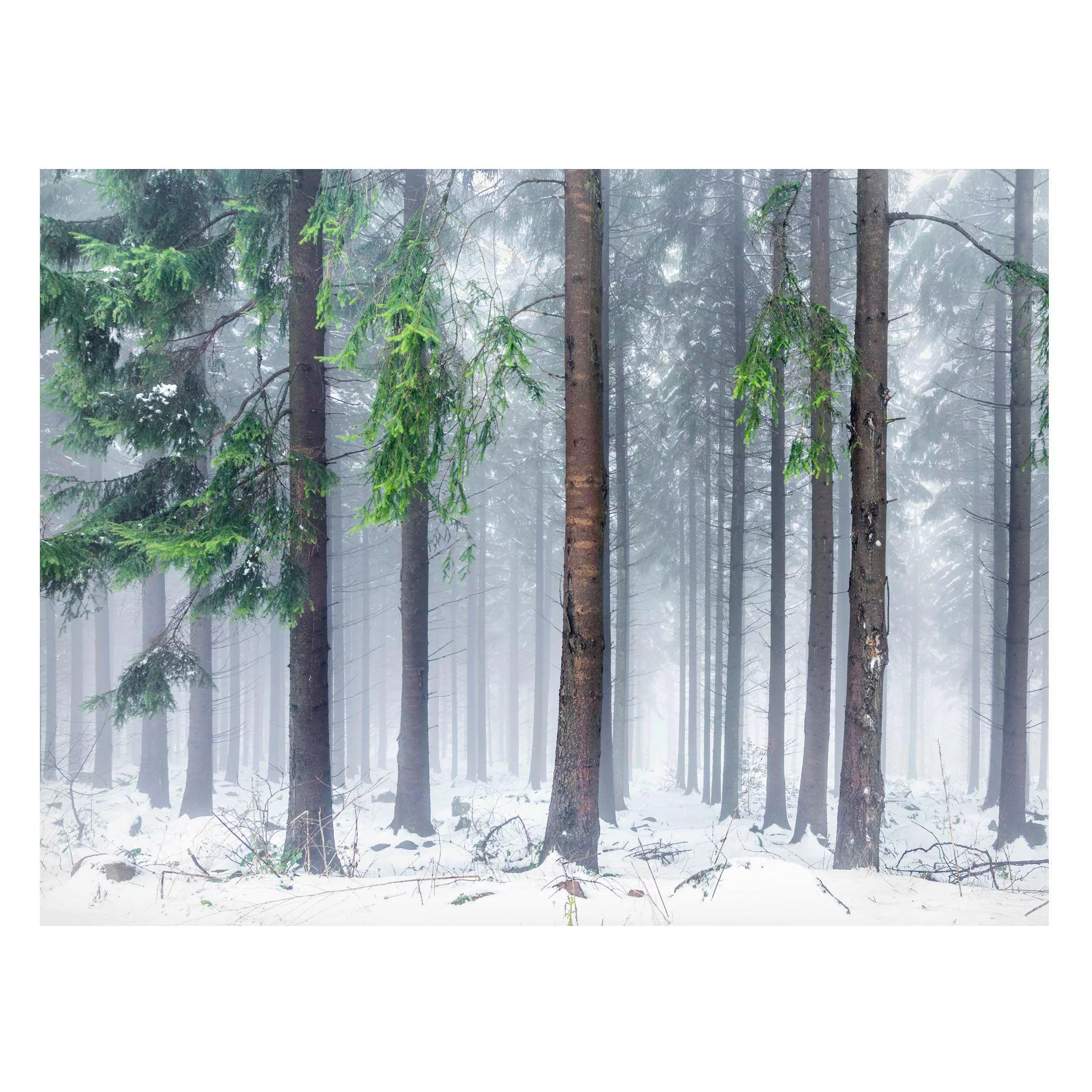 Magnettafel Nadelbäume im Winter günstig online kaufen