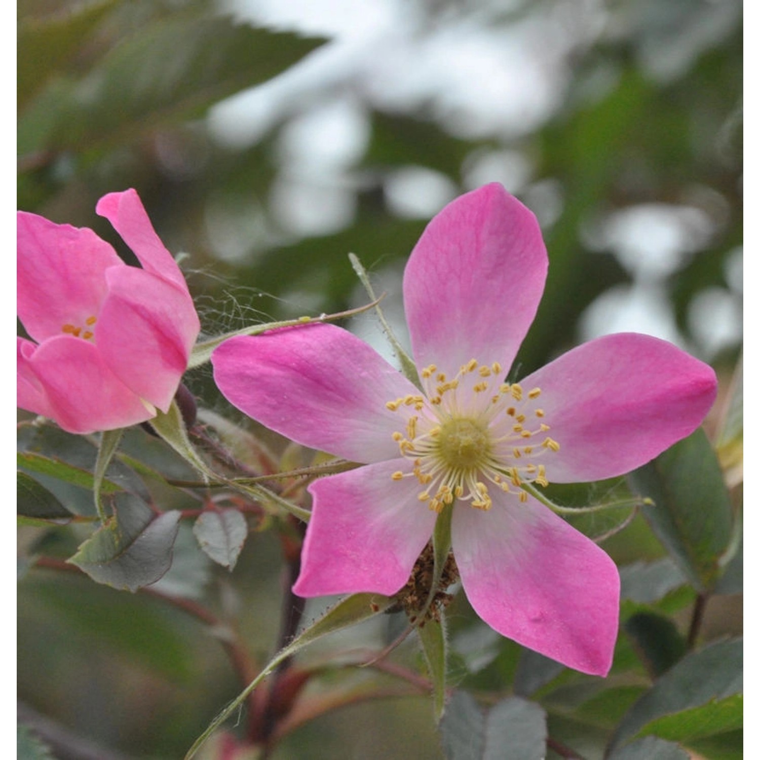 Hechtrose 40-60cm - Rosa glauca günstig online kaufen