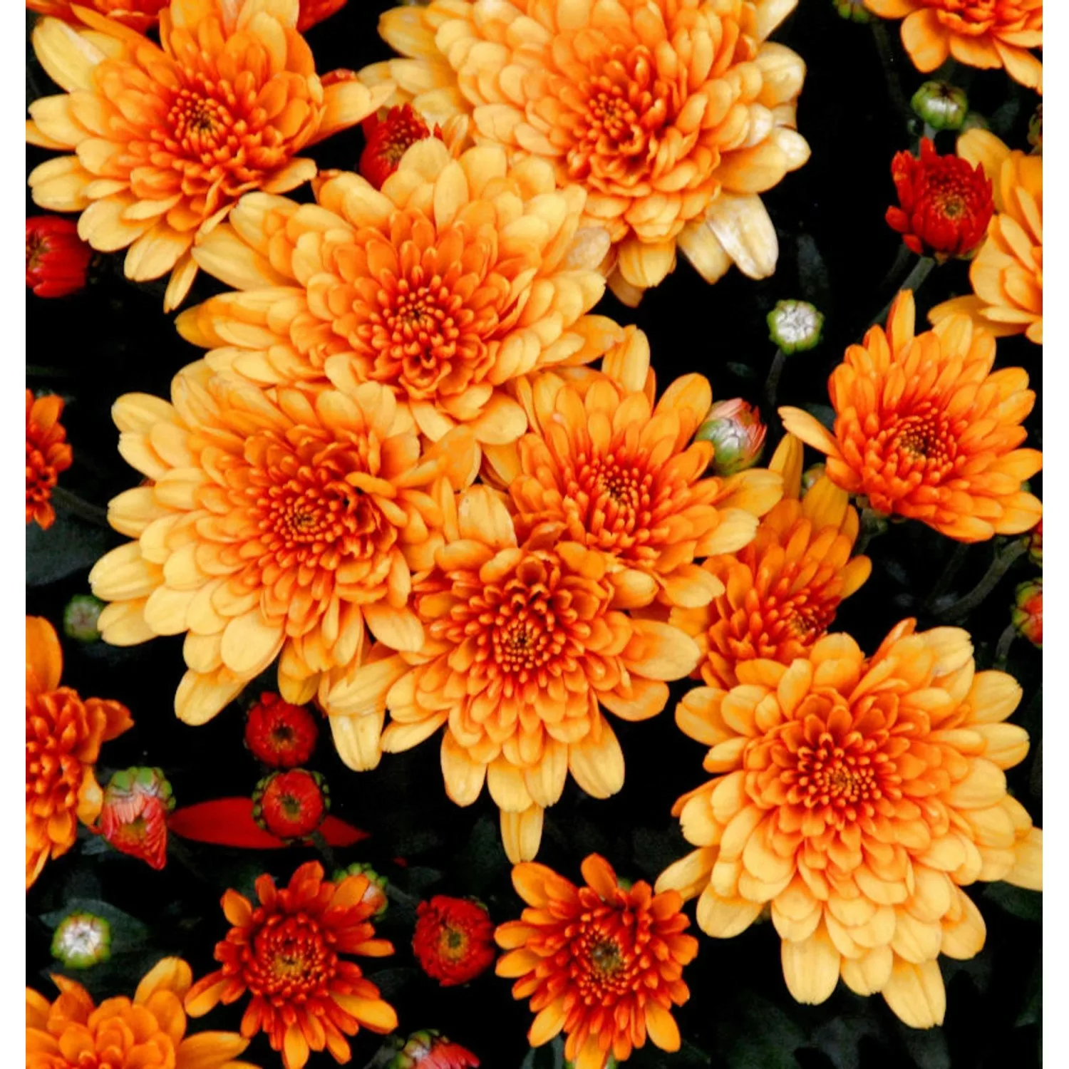 Winteraster Herbstbrokat - Chrysanthemum Indicum günstig online kaufen