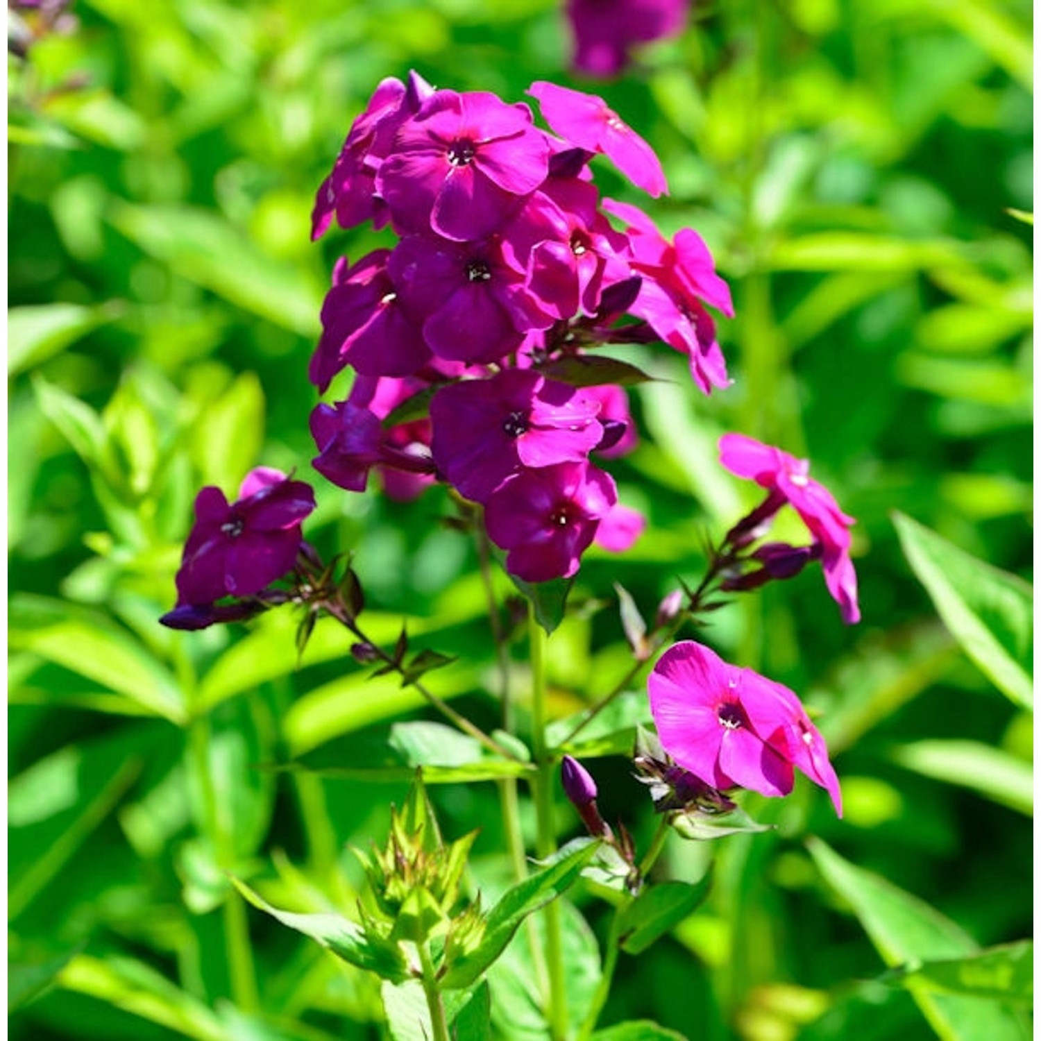 Hohe Flammenblume The King - Phlox Paniculata günstig online kaufen