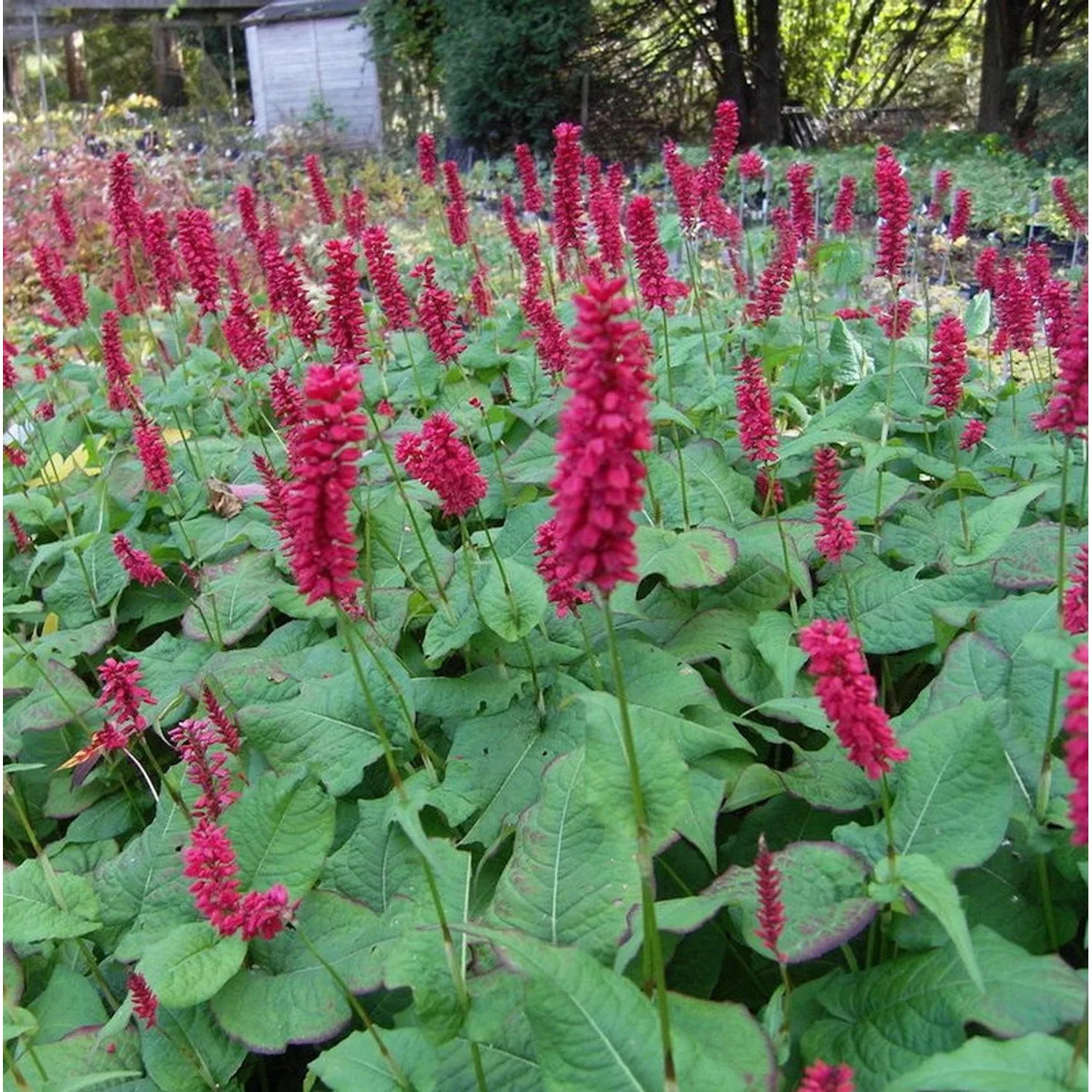 Kerzenknöterich Inverleith - Persicaria amplexicaulis günstig online kaufen