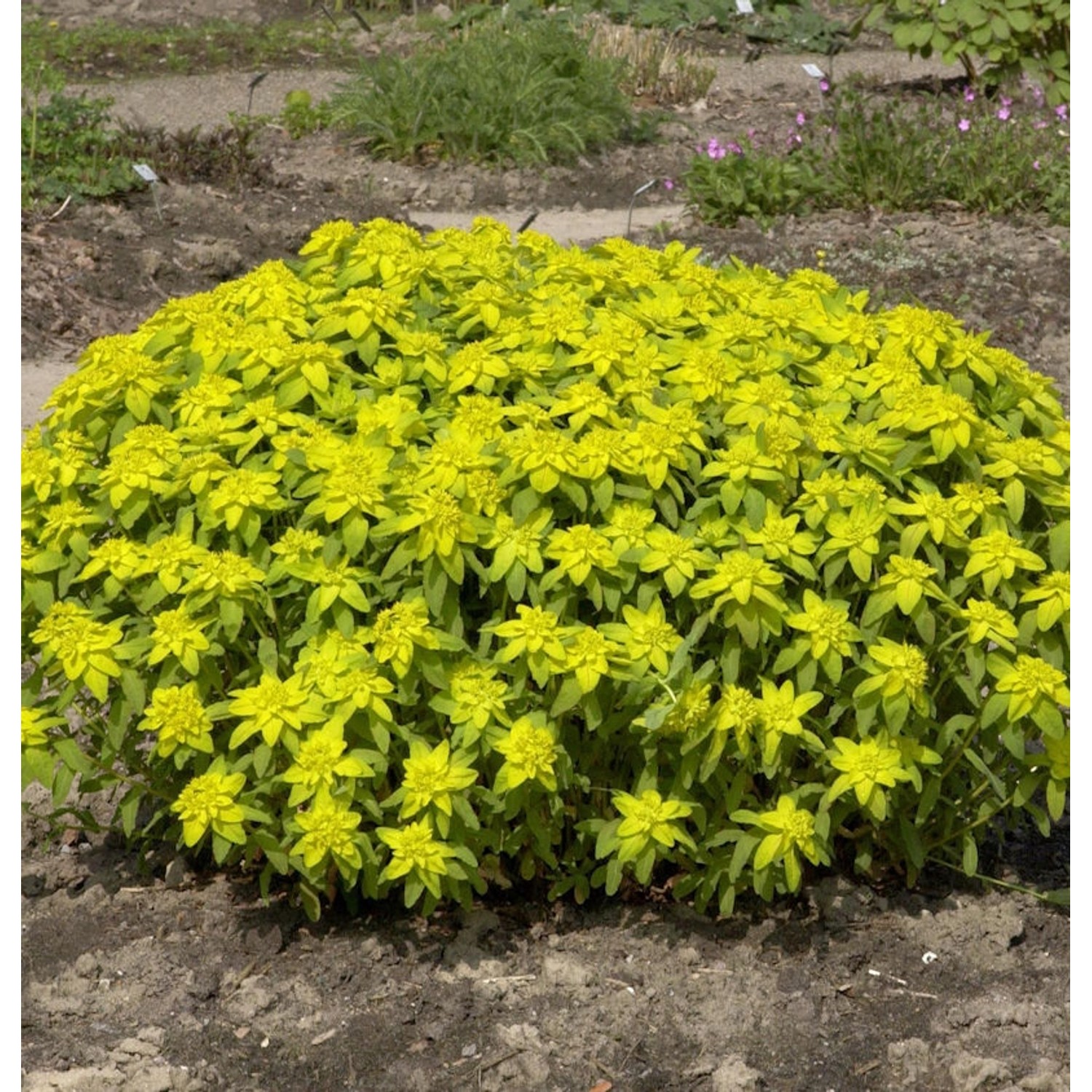 Gold Wolfsmilch Bonfire - Euphorbia epithymoides günstig online kaufen