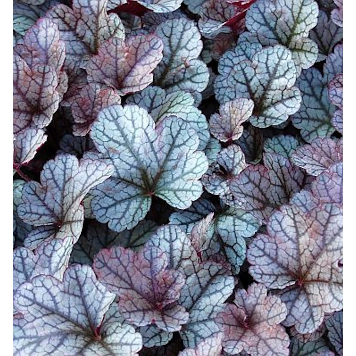 Purpurglöckchen Silver Scrolls - Heuchera micrantha günstig online kaufen