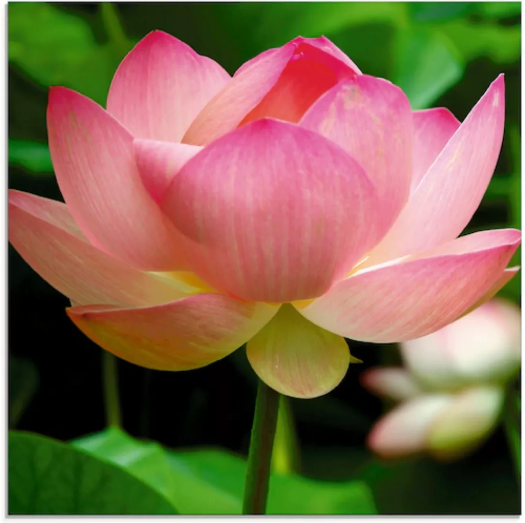 Artland Glasbild »Lotus - Seerose«, Blumen, (1 St.), in verschiedenen Größe günstig online kaufen