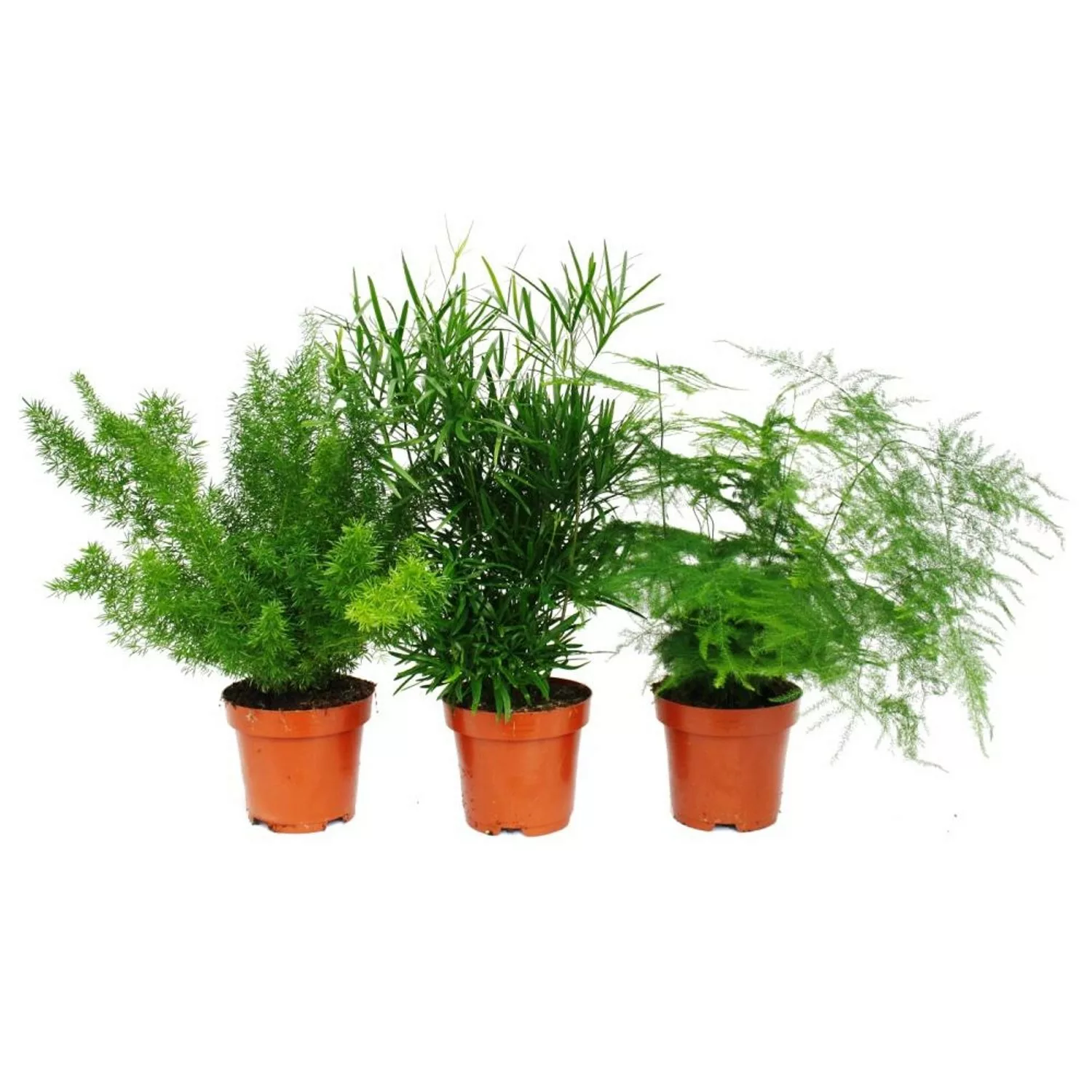 Exotenherz Zierspargel 3er Set 3 Verschiedene Asparagus Pflanzen günstig online kaufen