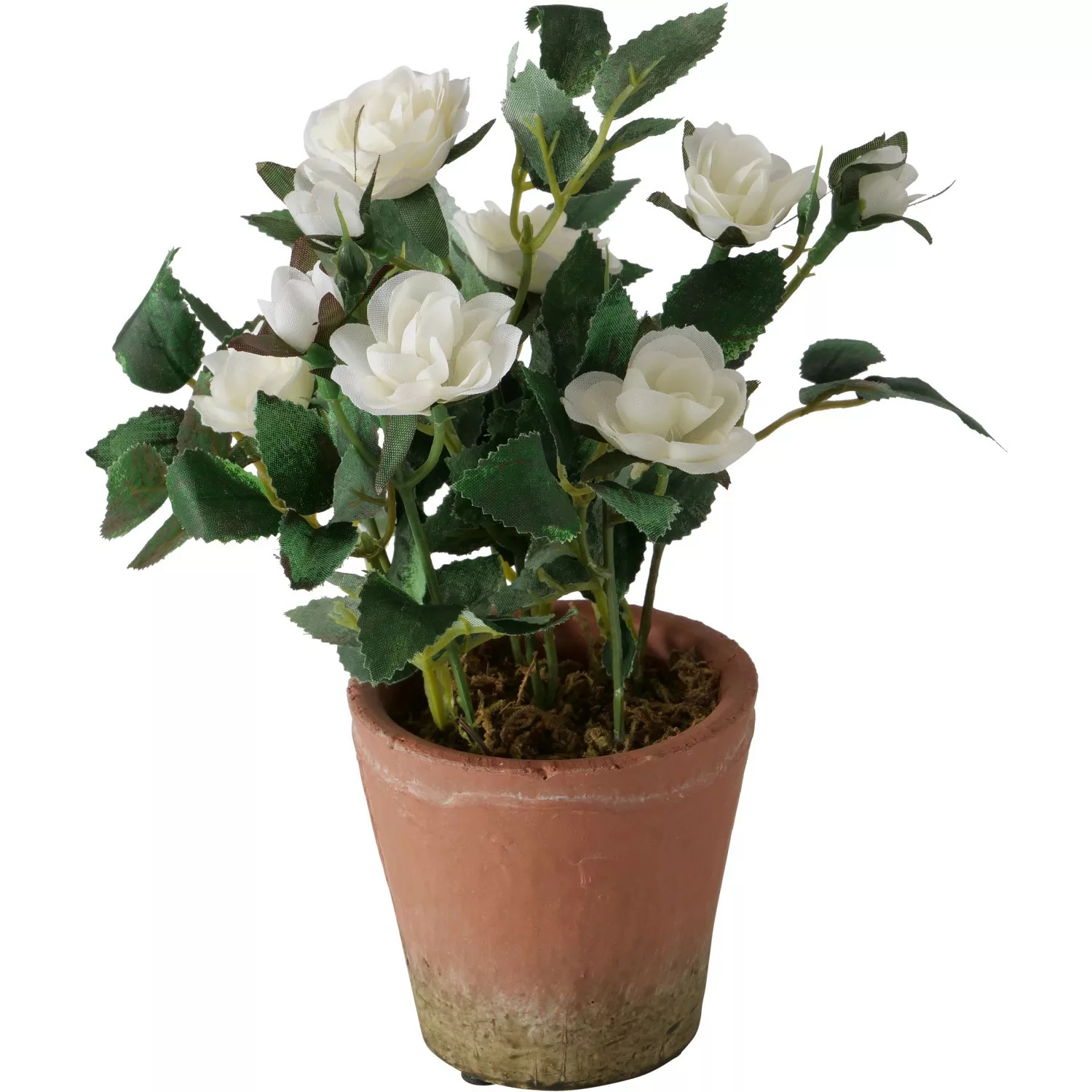 Boltze Topfpflanze Rose 24 cm x ø 18 cm Weiß günstig online kaufen