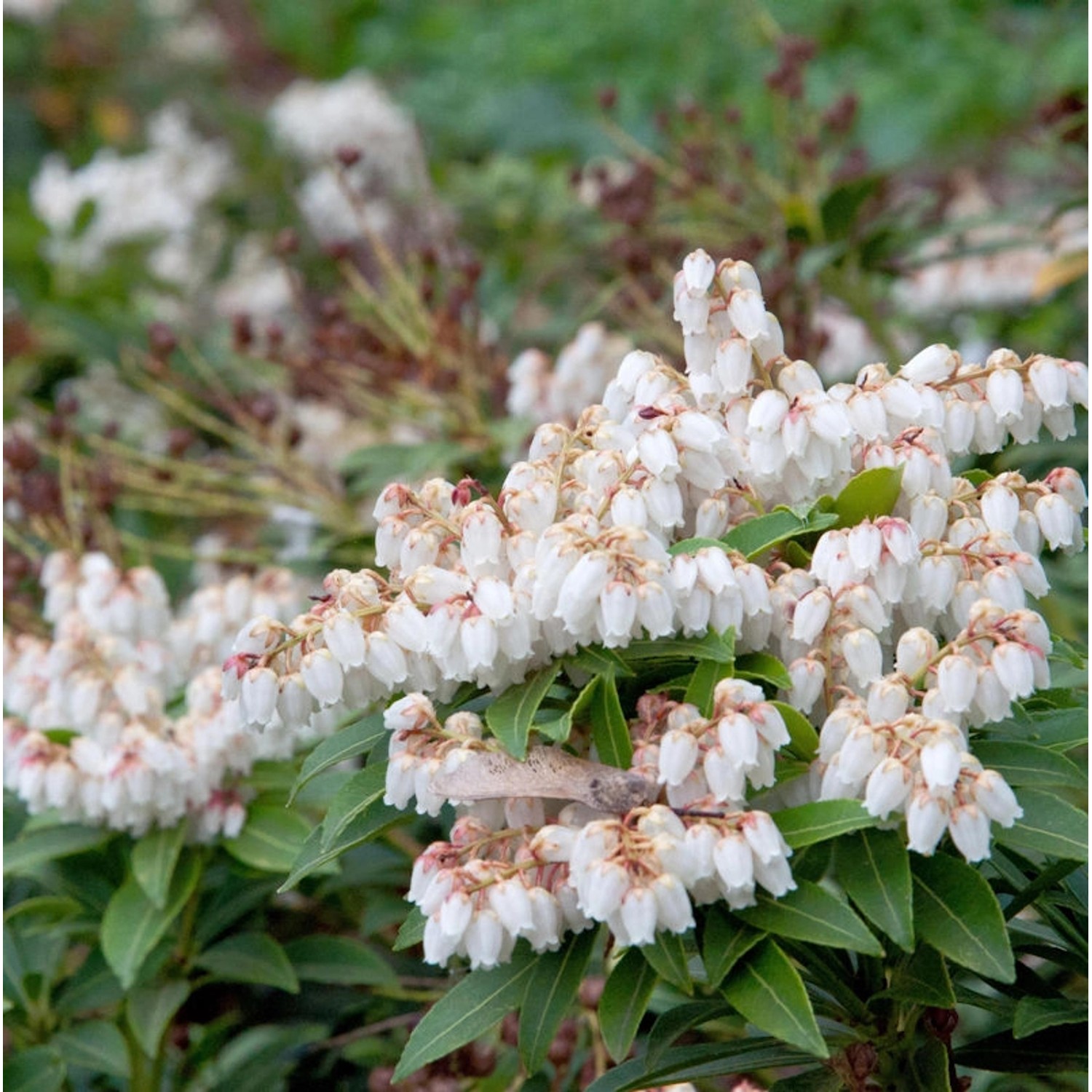 Große Lavendelheide Japanisches Schattenglöckchen 30-40cm - Pieris japonica günstig online kaufen