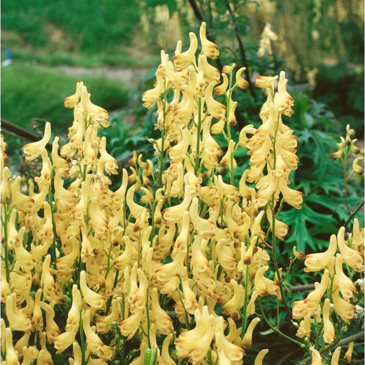 Aconitum Lycoctonum Ssp.vulparia Gelber Eisenhut Ca. 9x9 cm Topf günstig online kaufen