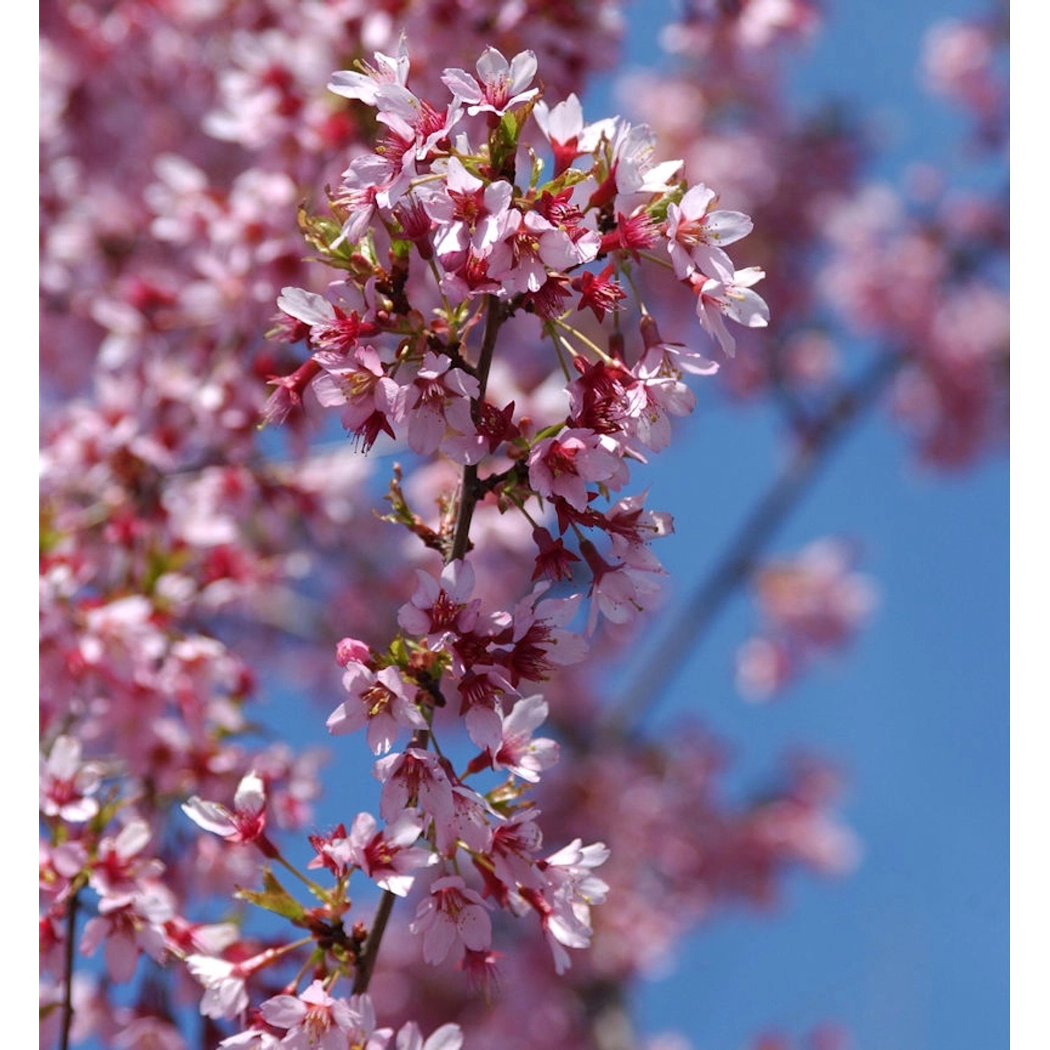 Geschlitzte Zierkirsche Paean 40-60cm - Prunus incisa günstig online kaufen