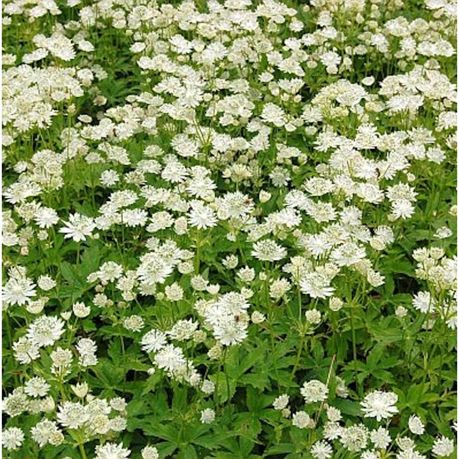 Sterndolde Alba - Astrantia major günstig online kaufen