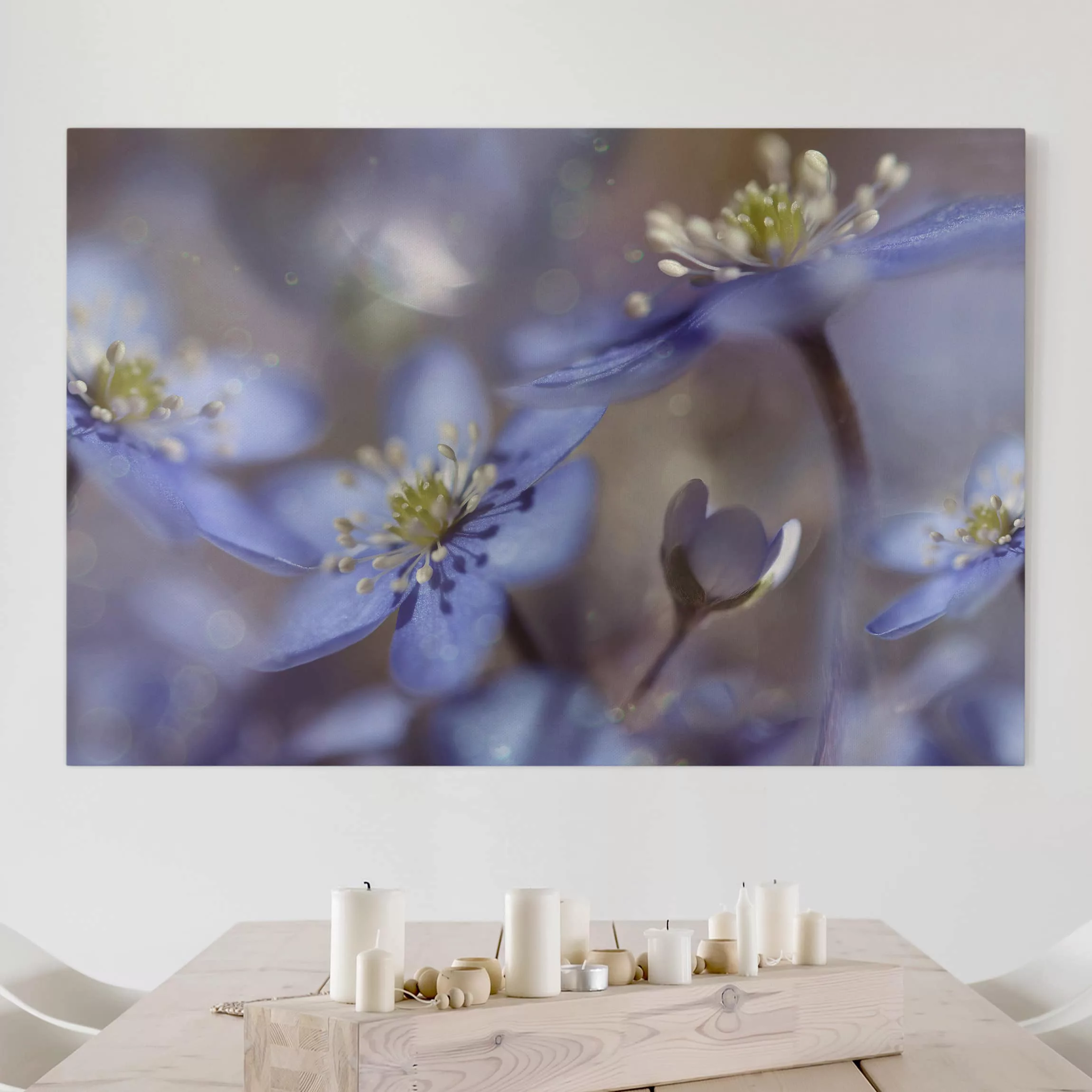 Leinwandbild Blumen - Querformat Anemonen in Blau günstig online kaufen